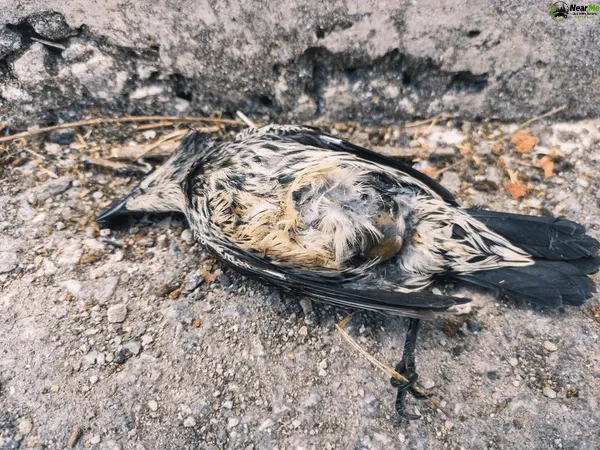Dead Bird Removal Red Hill