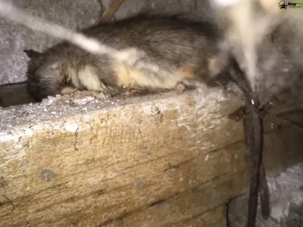 Dead Rat Removal Red Hill